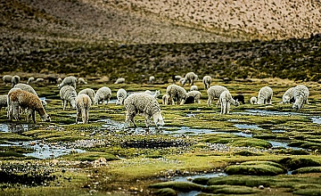 Alpacas pastando en bofedales del Valle del Colca, tour naturaleza desde Arequipa Peru