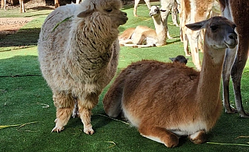 Día 4: Cusco – Valle Sagrado de los Inkas – Pisaq – Reloj Solar – Pisaq ciudad – Ollantaytambo (Desayuno y Almuerzo)